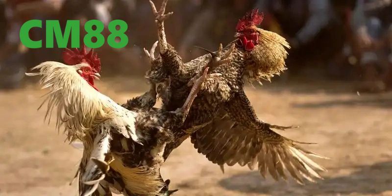 Đá Gà Cựa Sắt Tại CM88 - Trải Nghiệm Đỉnh Cao Và An Toàn 5 Kinh nghiệm chơi đấu gà cựa sắt hiệu quả
